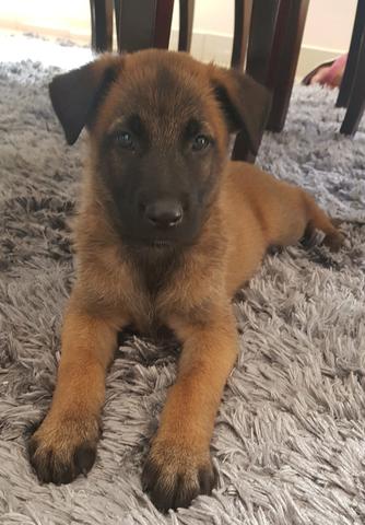 Pastor belga malinois