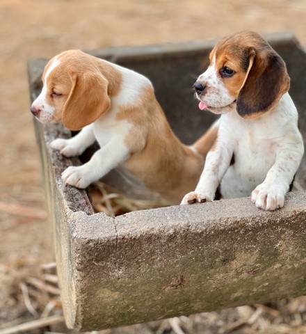 Bbs lindíssimos  de beagle mini  - Foto 5