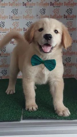 Golden Retriever bem fofinhos $$ - Cachorros e acessórios - Perdizes, São  Paulo 904740490