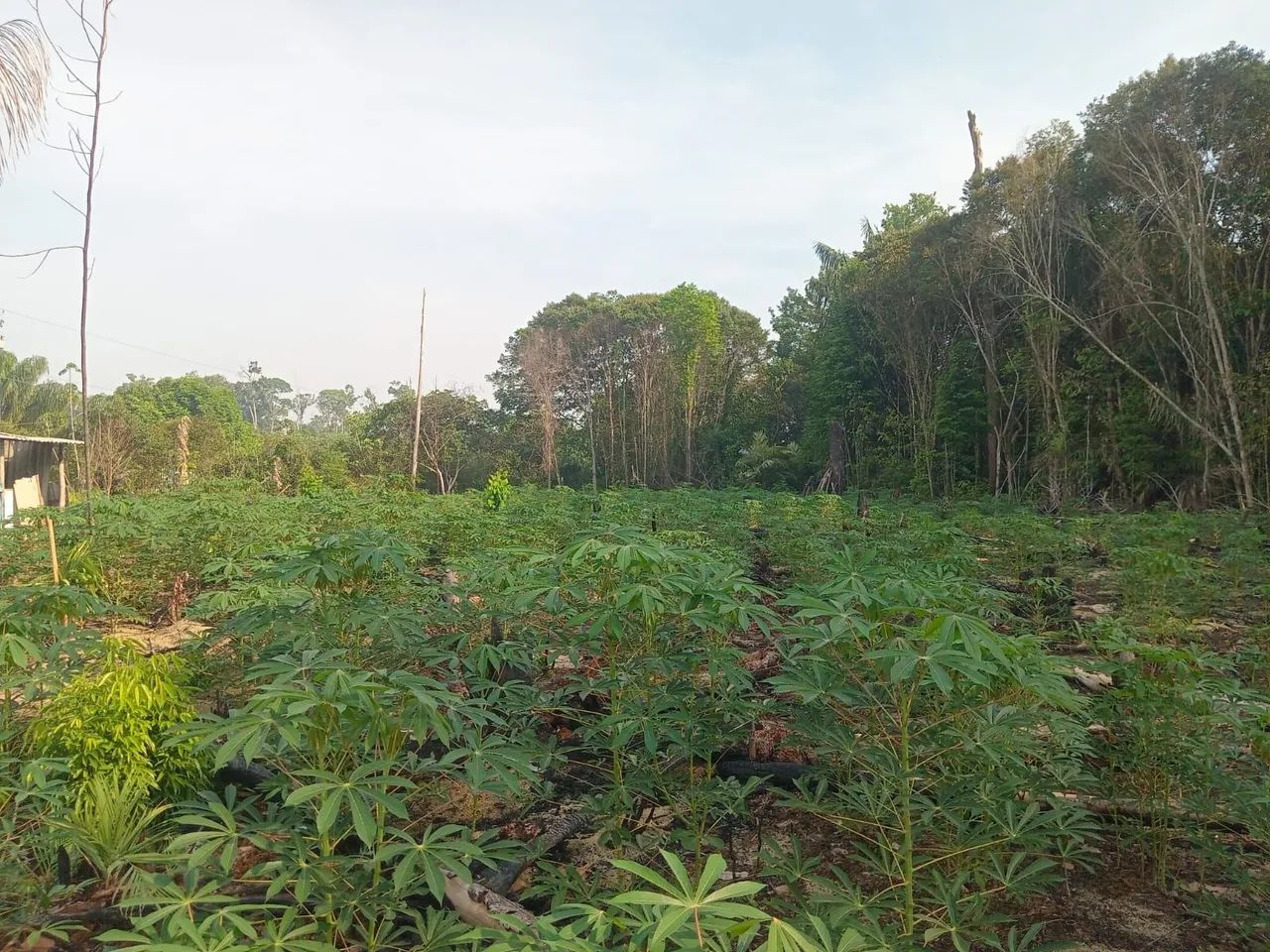 foto - Manacapuru - Terra Preta