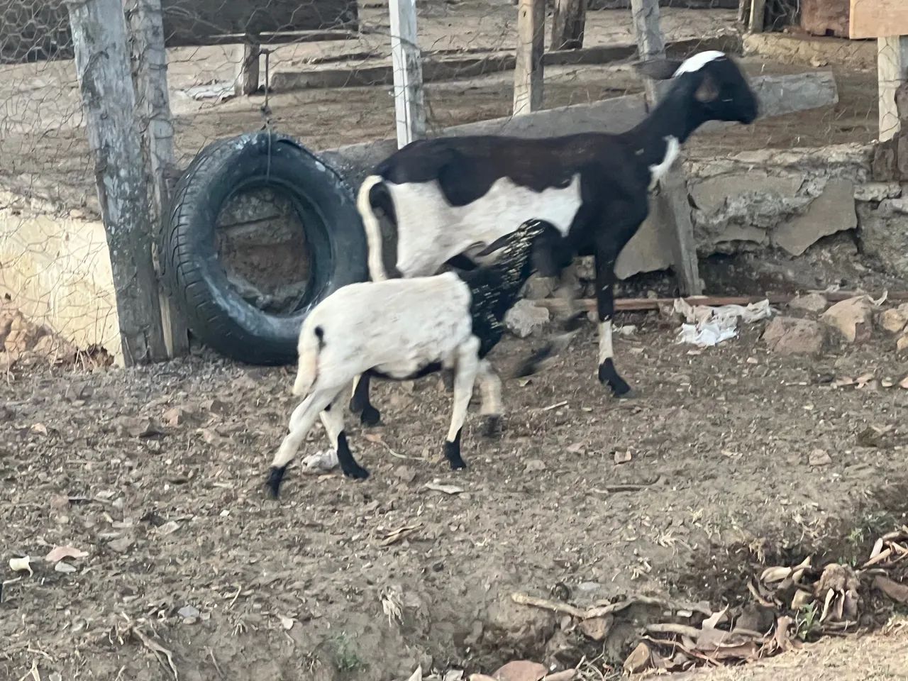 Vende-se ovelhas paridas raça Santa Inês e 1 bode reprodutor raça Parda Alpina - Foto 3