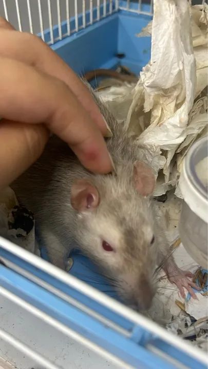Rato Cinza Adorável para Adoção - Foto 2