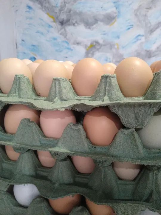 Manteiga da terra e outros - Foto 2