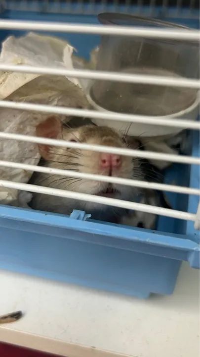 Rato Cinza Adorável para Adoção - Foto 4