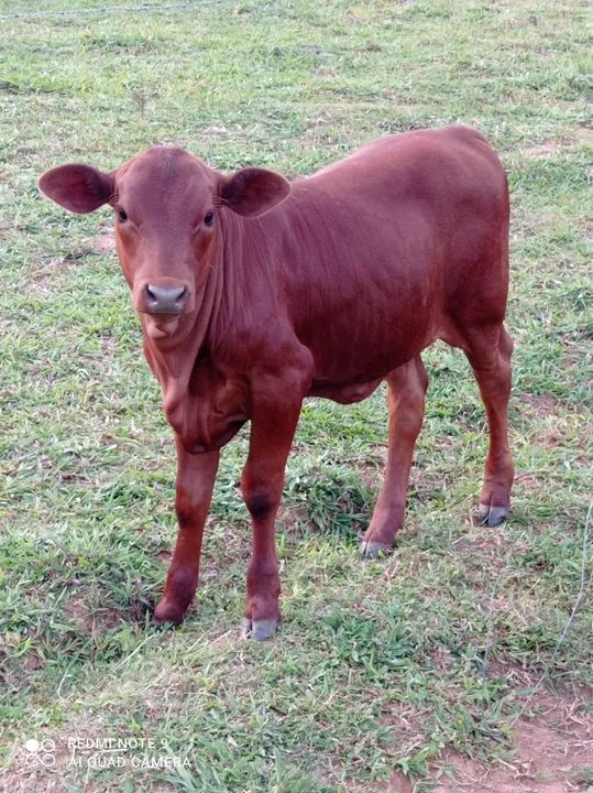 Touros, novilhas, bezerros, vacas com cria ao pé. Senepol - Foto 5