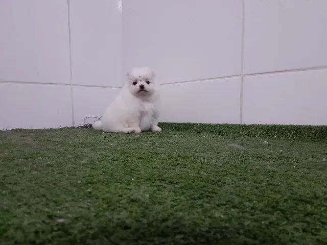 =) + Spitz Alemão Filhotes =) - Foto 4