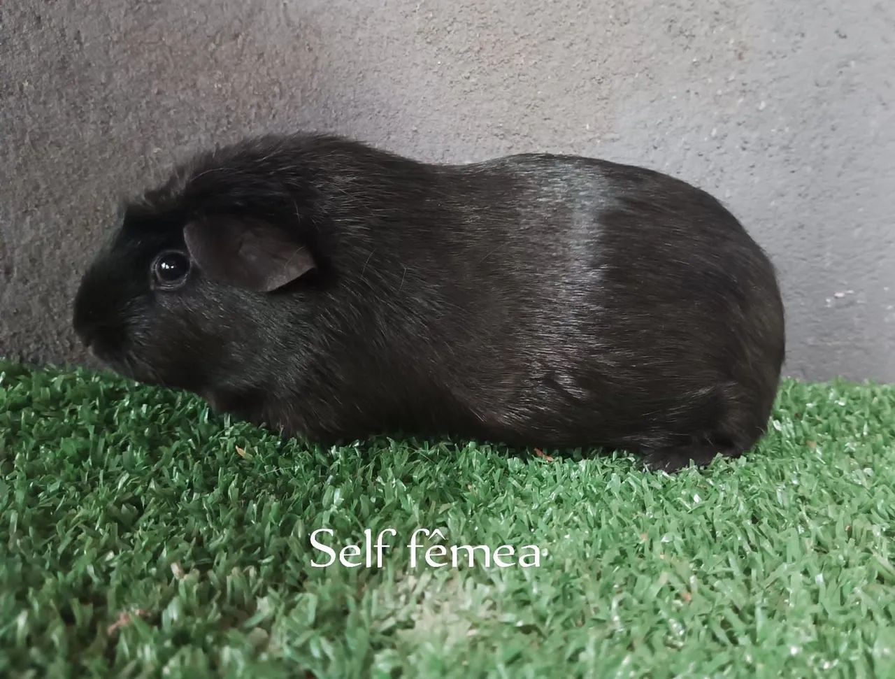 Porquinho da Índia  Self - Foto 2