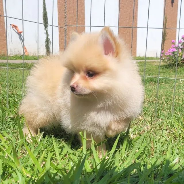 Spitz Alemão - Pedigree CBKC - 10x s juros com Garantia - Foto 3