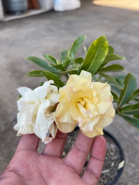 Rosa do Deserto Amarela Id Aurora - Foto 3
