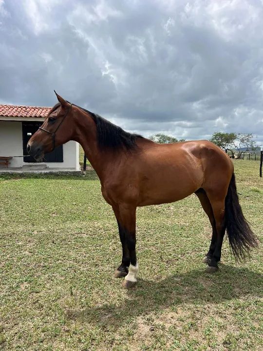 Mangalarga Marchador