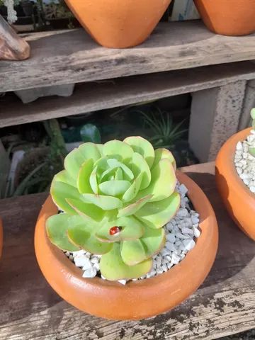 Suculentas  - Foto 2
