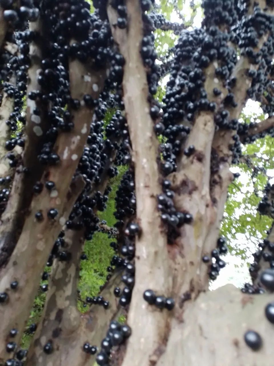  Jabuticaba - Produzindo Frutos - Foto 2
