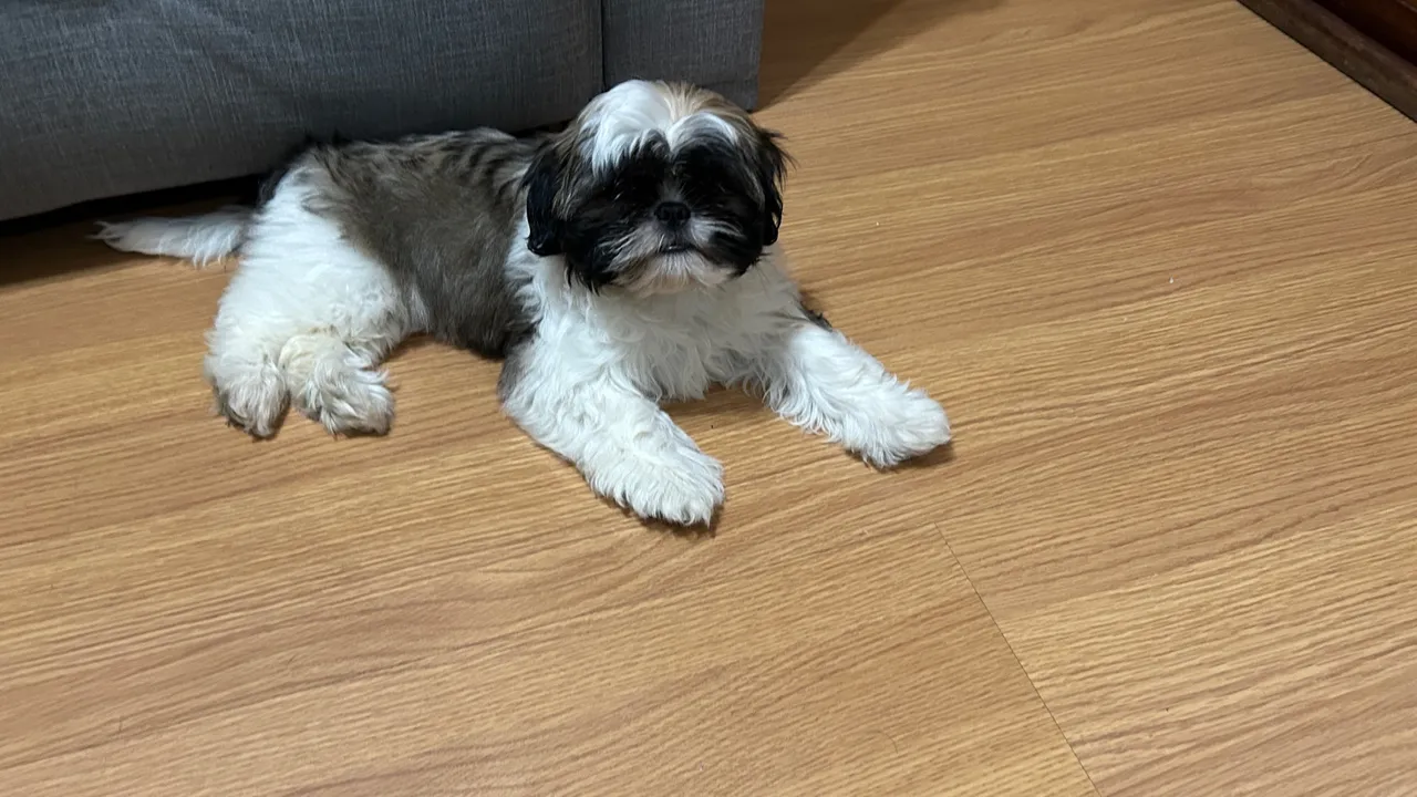 Filhote de Shih Tzu Fêmea 