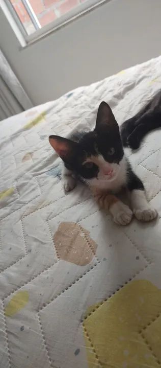 Doação de duas gatinhas - Foto 4