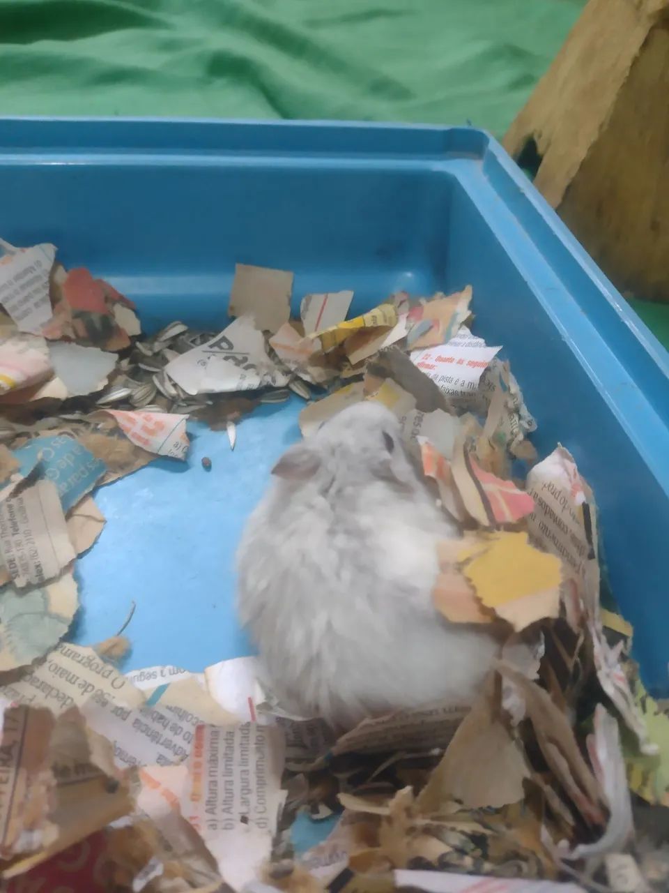 Hamster anão russo raro - Foto 5