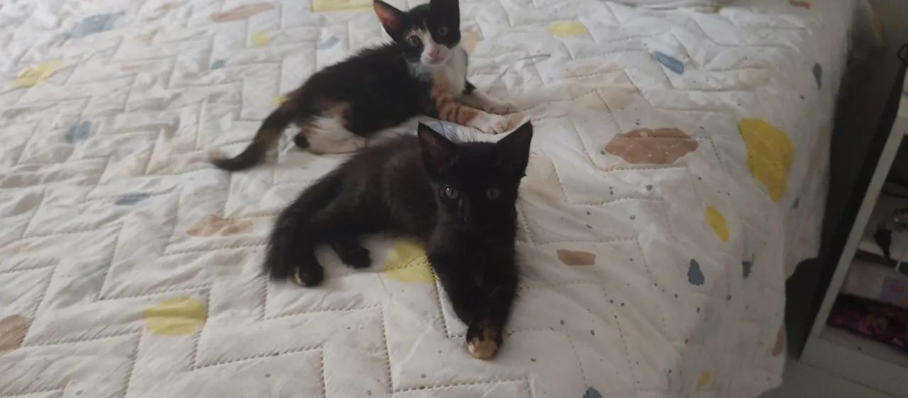 Doação de duas gatinhas