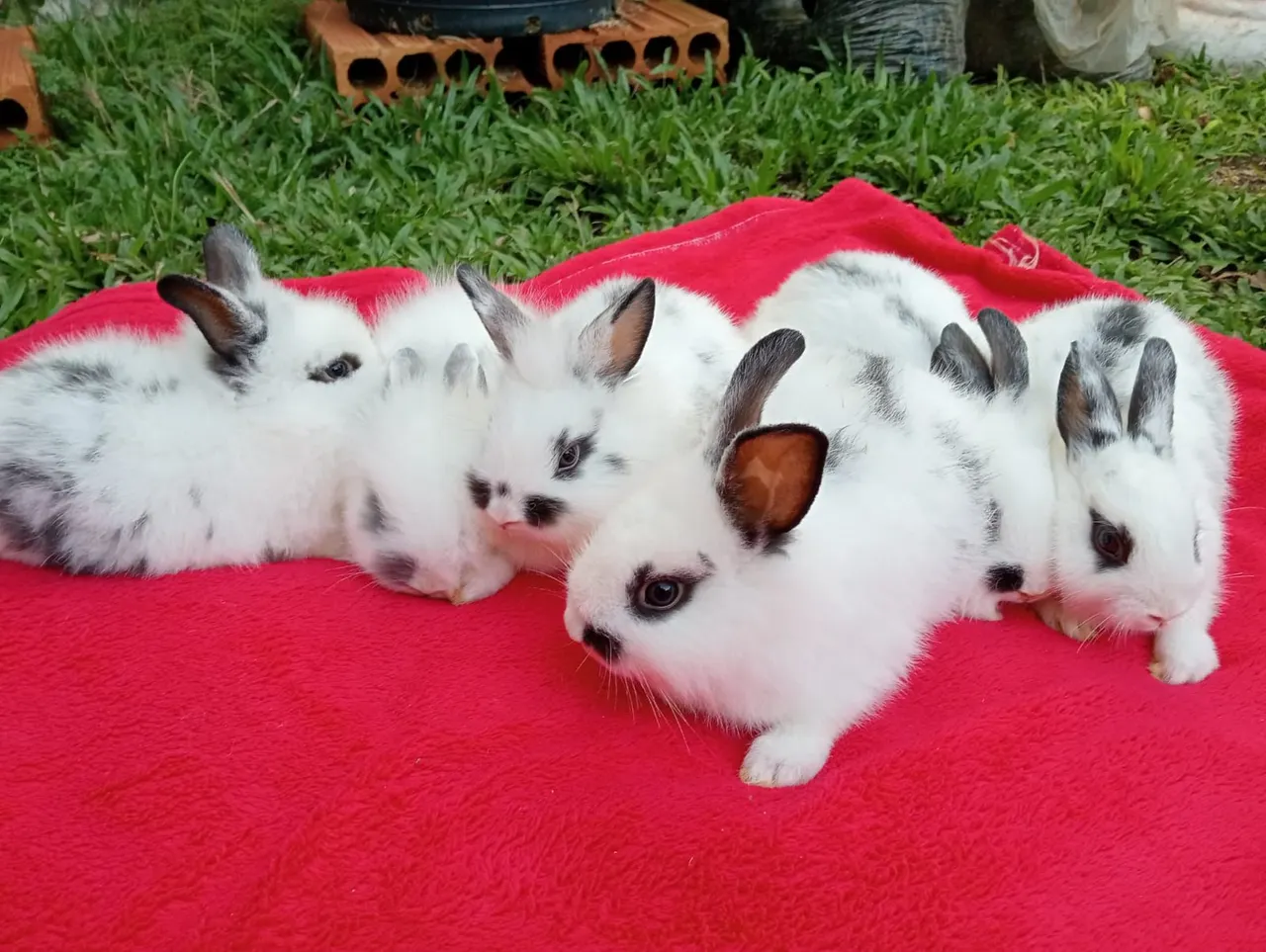 Vendo Coelhos de Raça Pura!<br>