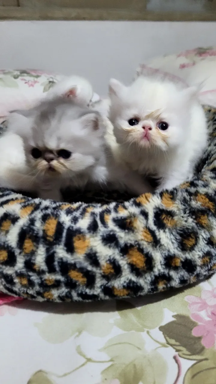 Lindos filhotes de gato Persa