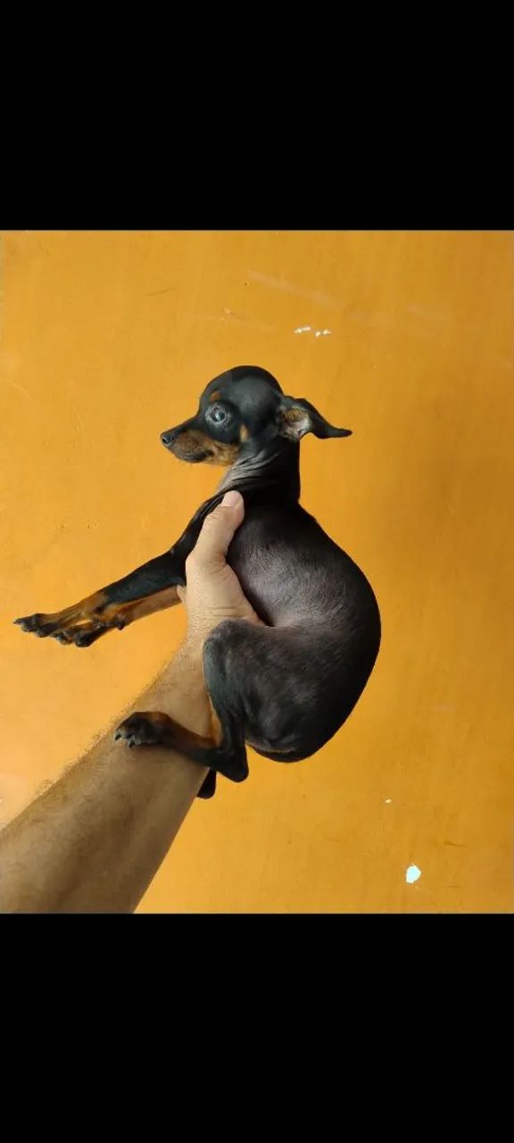 Pinscher macho tem 8  mês