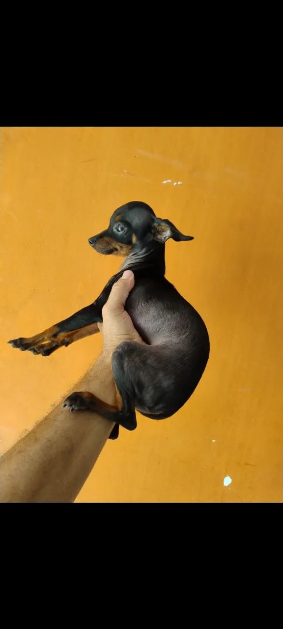 Pinscher macho tem 8 mês