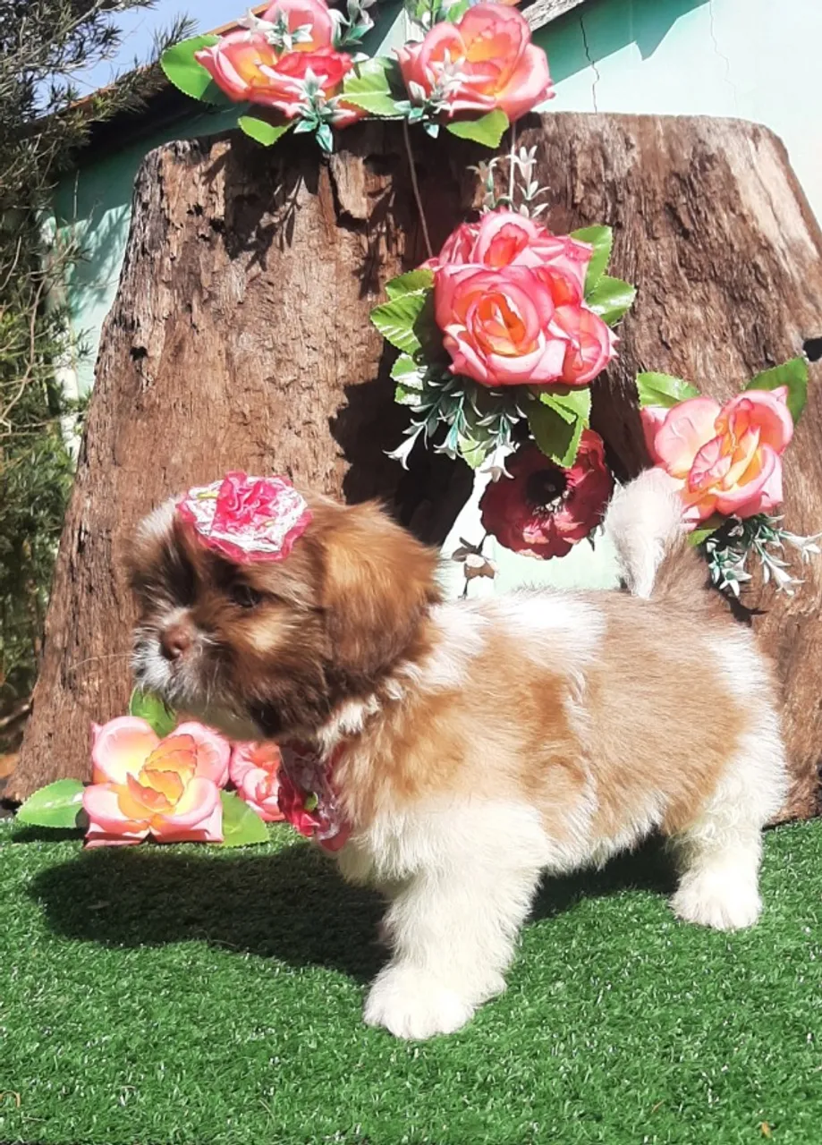 Linda Baby Shih-tzu de olhos verdes w fucinho marrom.