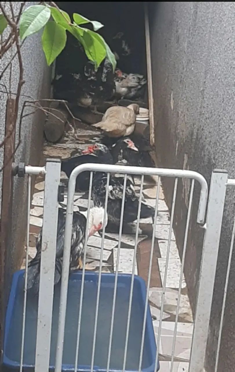 Patos Lindos e Saudáveis - Foto 4