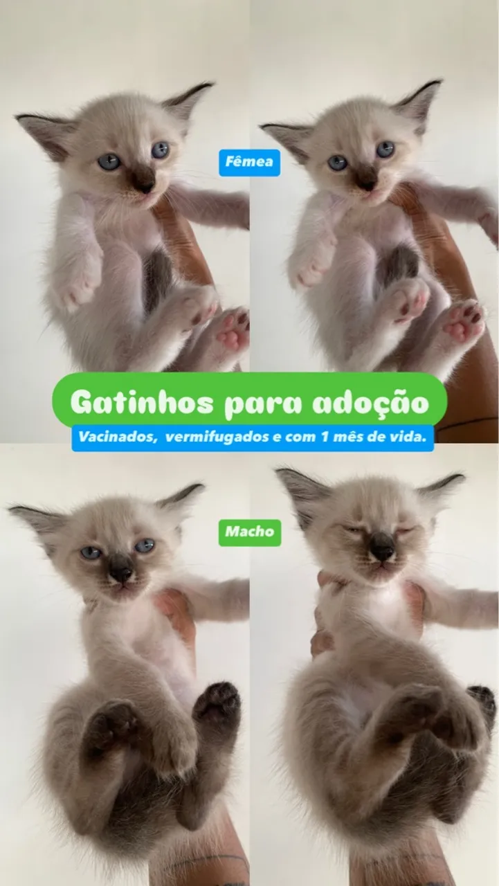 Gatinhos Siameses para Adoção: Vacina e Vermifugação!