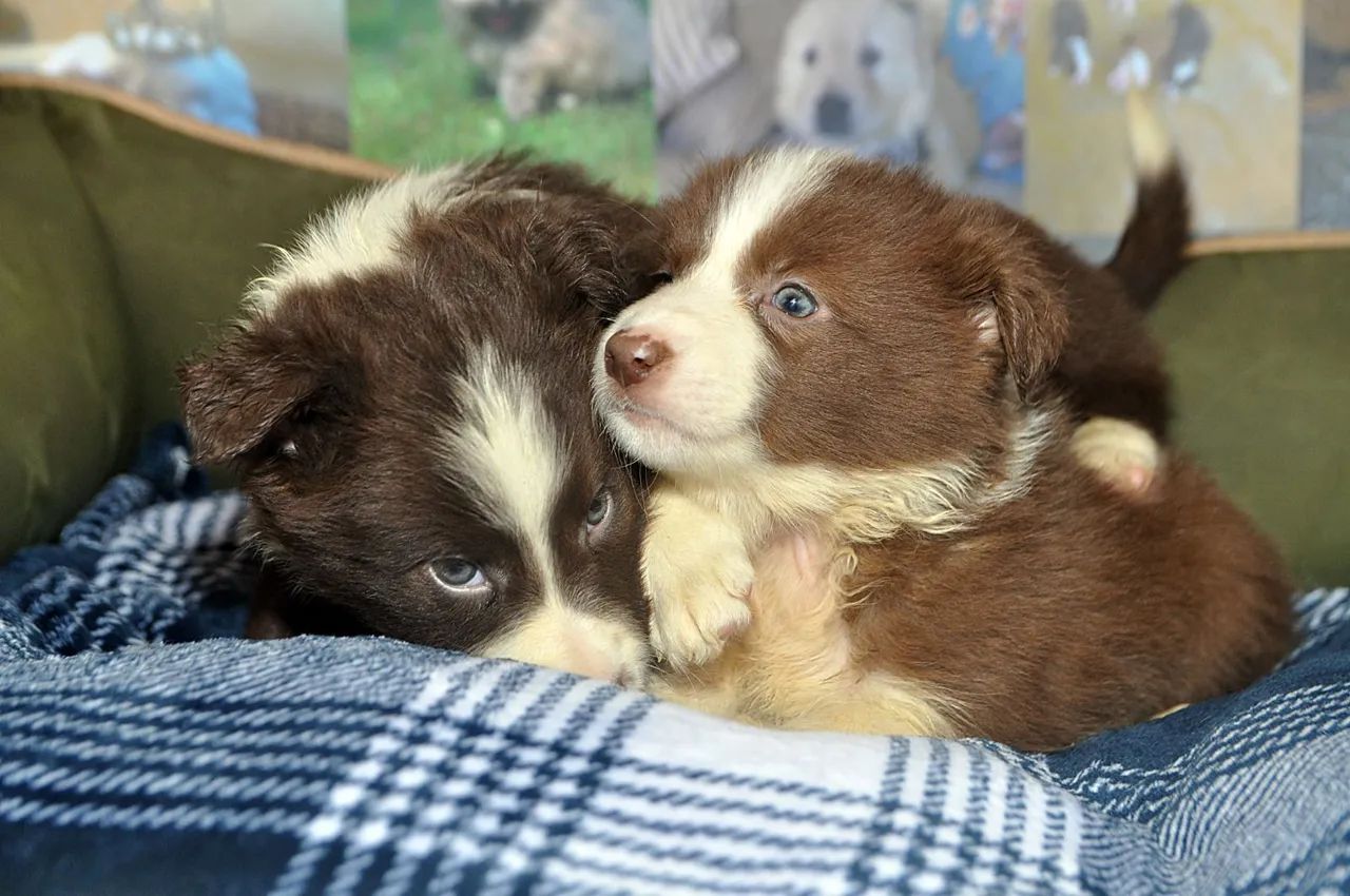 Border Collie disponíveis