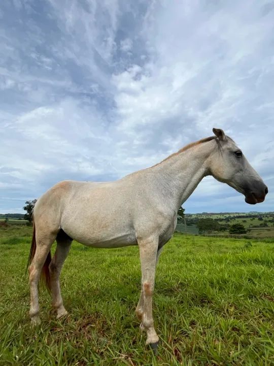 Cavalo Mangalarga Marchador  - Foto 2
