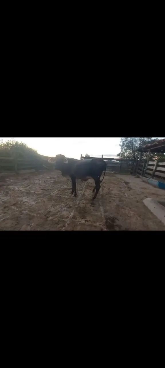 novilha vaca  - Foto 5