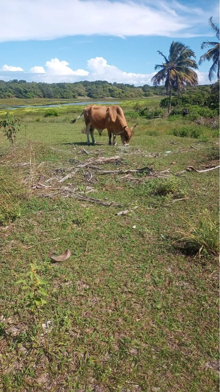Bovino para venda