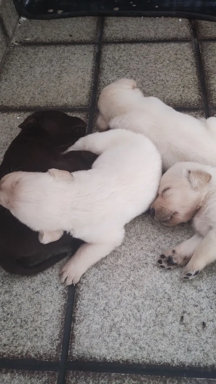 500 labrador
