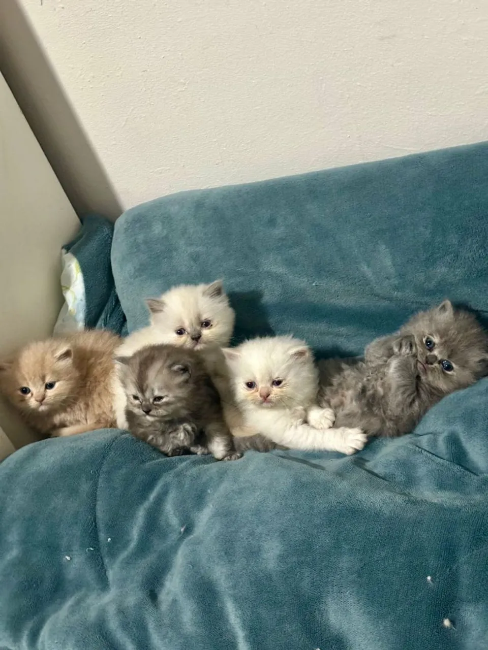 Filhote gato persa
