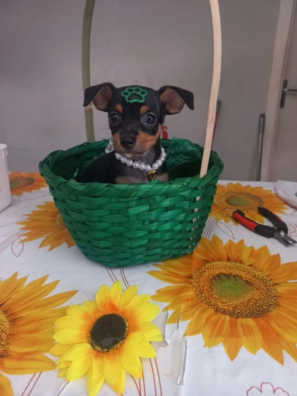 Filhote de Pinsche Fêmea N 1