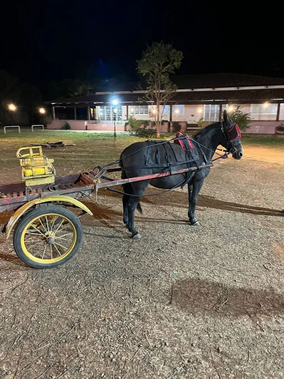 Linda e marivilhosa ,MiNe mula .. - Foto 4