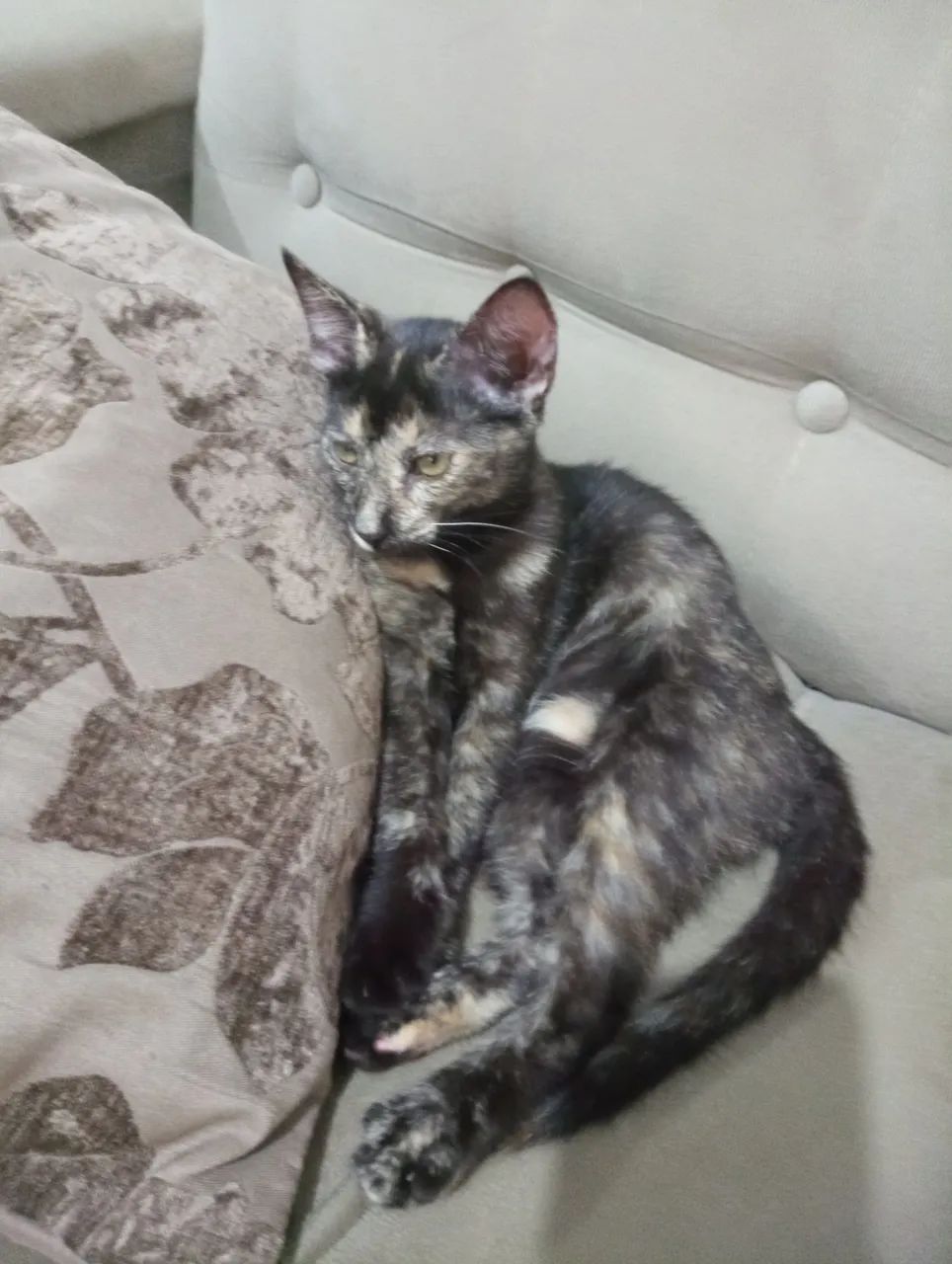 Gatinha linda disponível para adoção - Foto 2