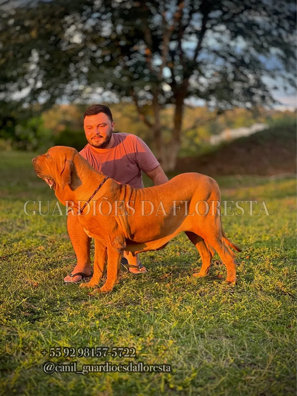 Filhotes de Fila Brasileiro