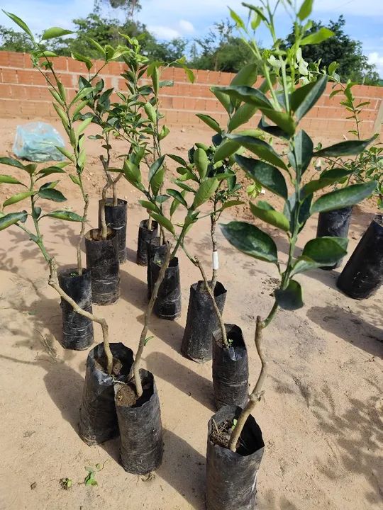 Muda de Laranja pera rio enxertada - Foto 3