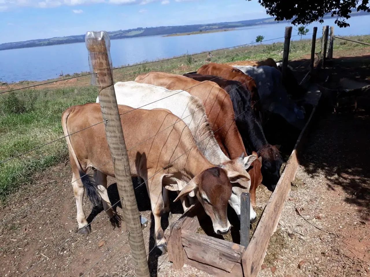 RANCHO QUE PARECE UMA FAZENDINHA - Foto 3