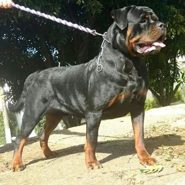 ROTTWEILLER CABEÇA DE TOURO FILHOTE OPORTUNIDADE  - Foto 2
