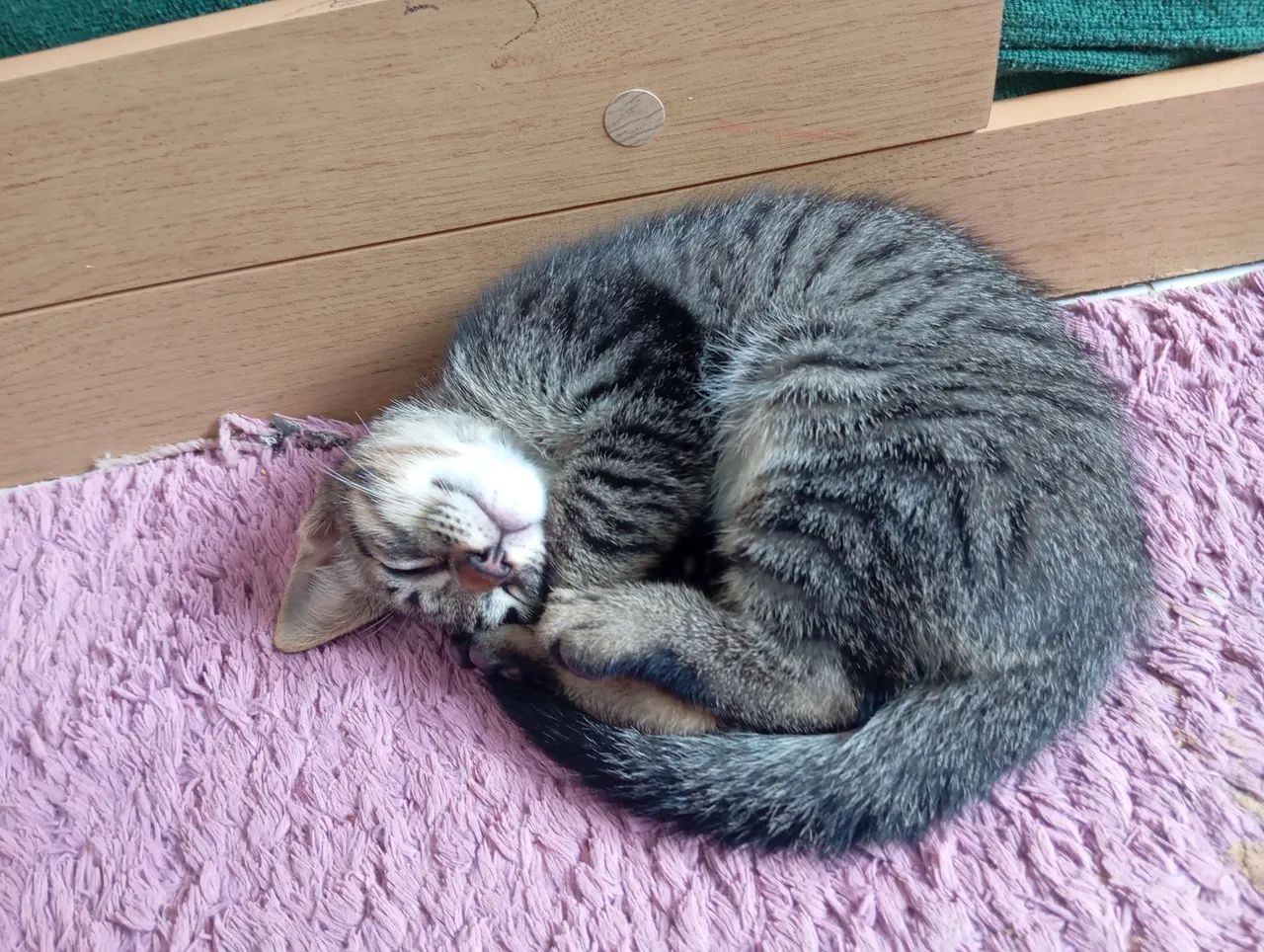 Doação de gatinhos - Foto 5