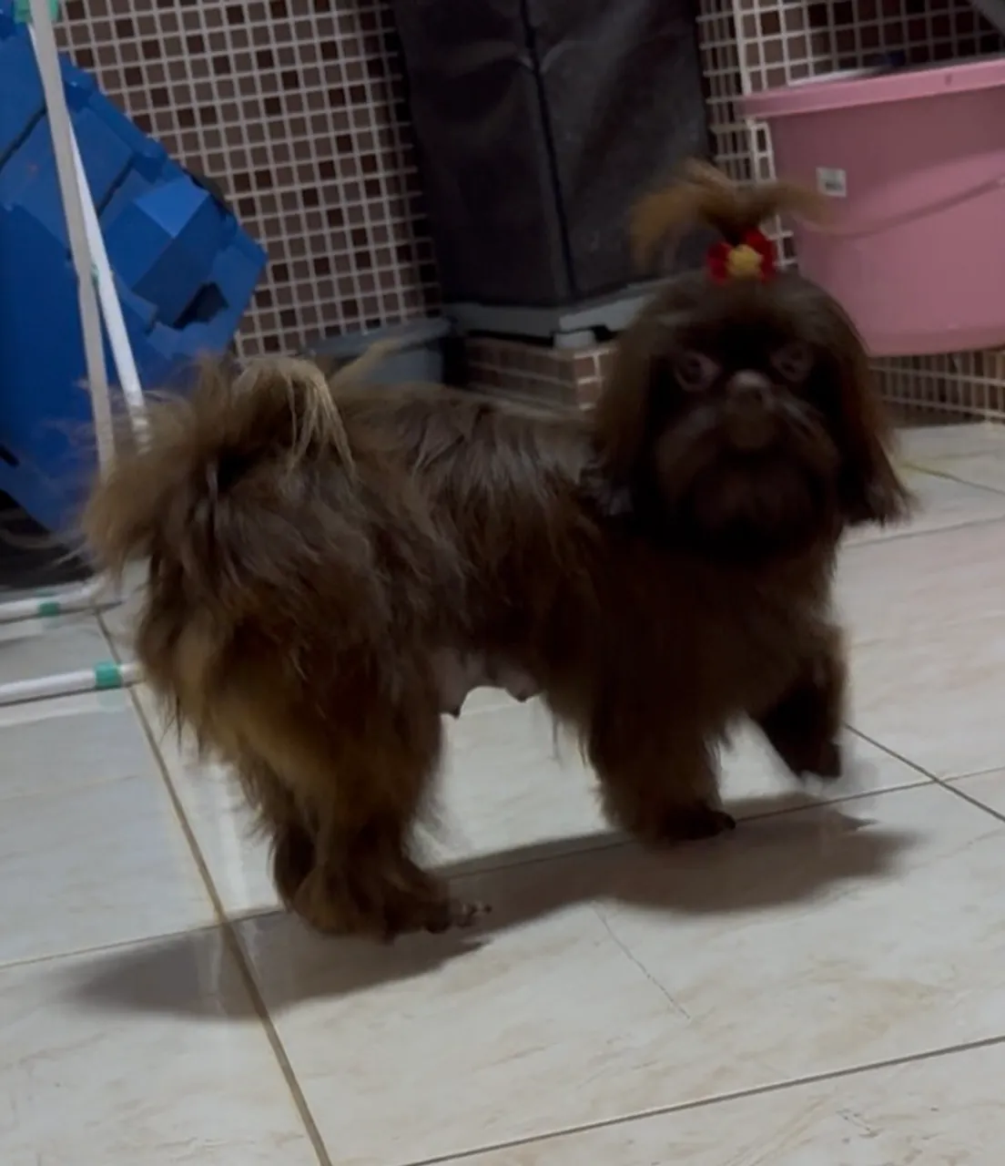 Shih Tzu adulto - Pelúcia Marrom