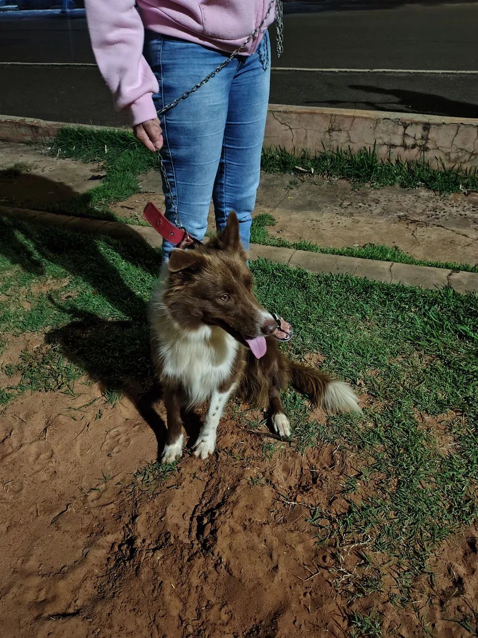 Cão Border Collie Adorável e Feliz - Foto 2