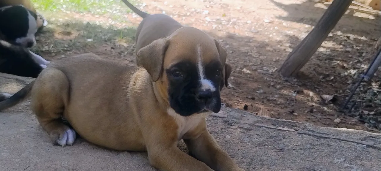 Filhote de Boxer europeu