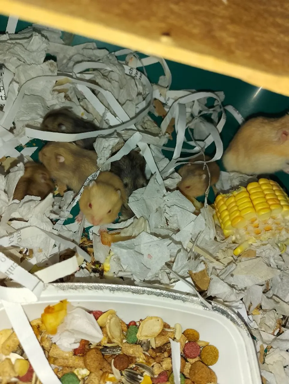 Filhotes de hamster 40$