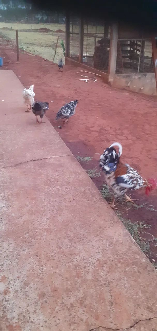 Franga e frango gsb  - Foto 4