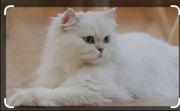 Gata Persa Branca - Linda e Afetiva