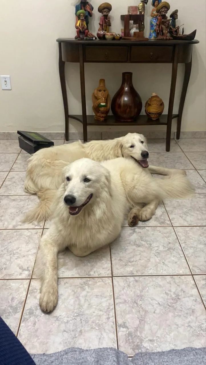 Filhotes Pastor Maremano Abruzês - Foto 4