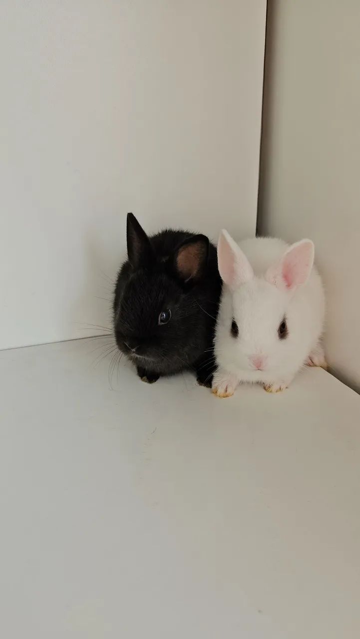 Coelho Anao Netherland  - Foto 5