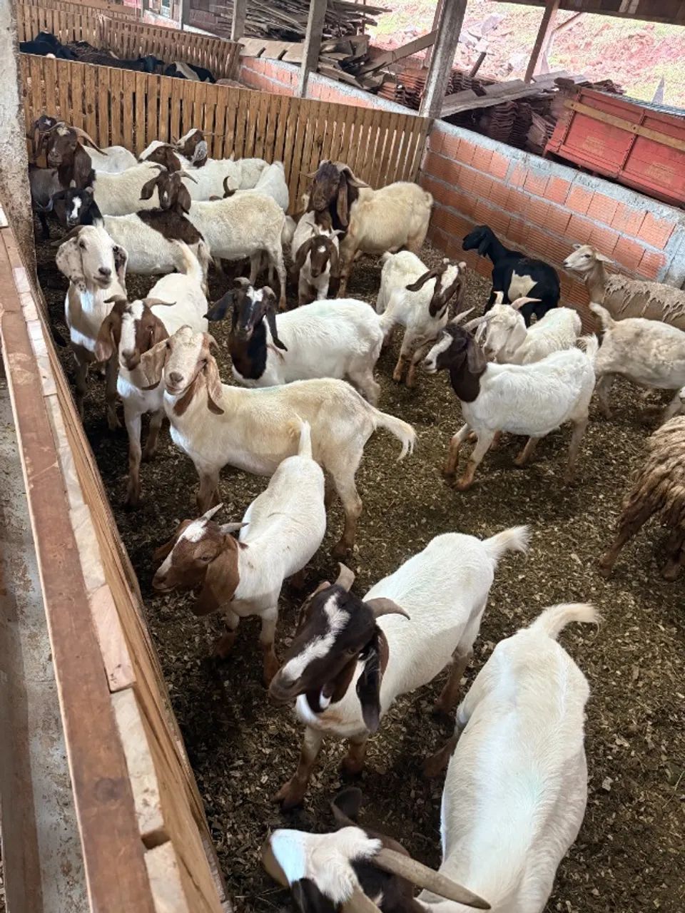 Cabritas Boer Puras - Genética de Qualidade | Troco por Ovelhas - Foto 2